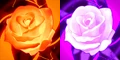 Rose's Thorn .png
